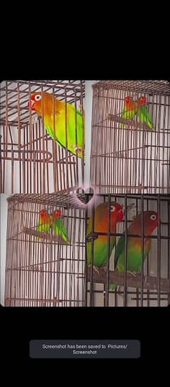 Love Birds