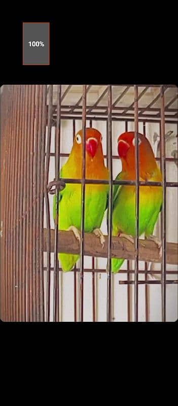 Love Birds 2