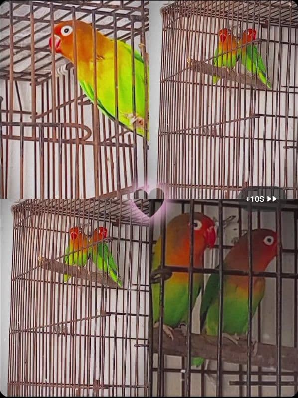 Love Birds 3