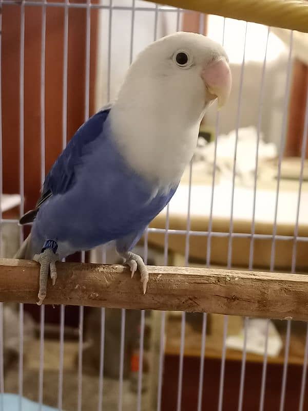 Blue violet opaline split Pale fellow male healthy and active playful 6