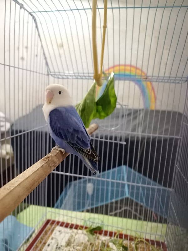 Blue violet opaline split Pale fellow male healthy and active playful 7