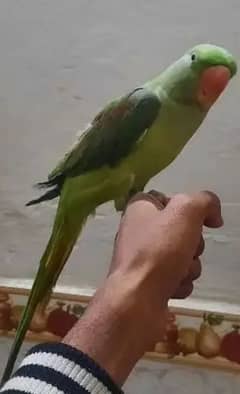 Raw  parrot