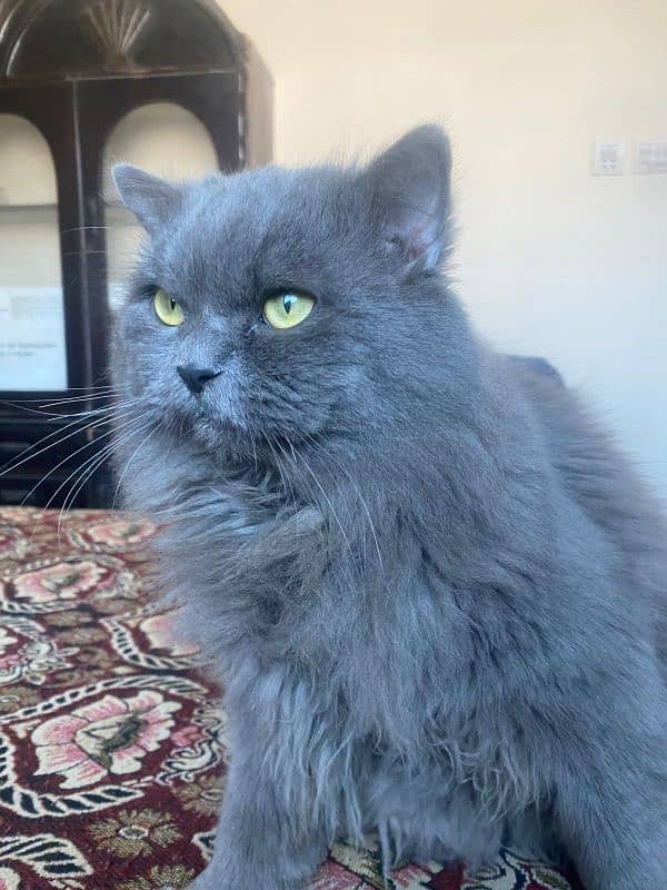 persian male triple coated 0