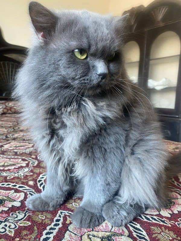 persian male triple coated 1