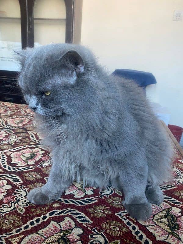 persian male triple coated 3