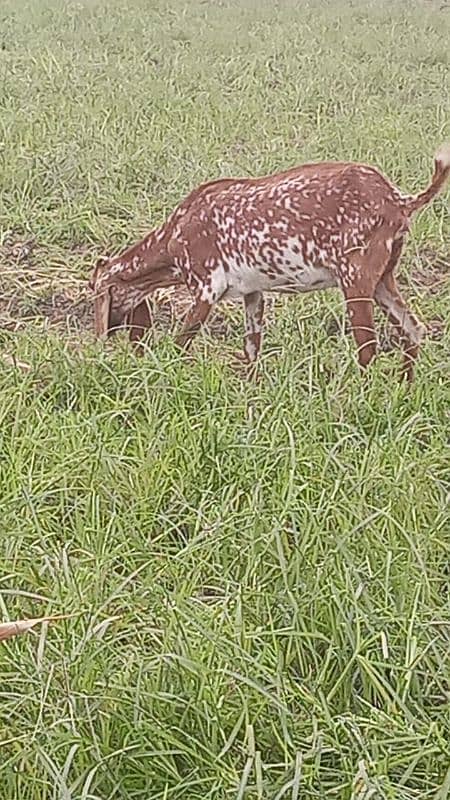 4 female bakria hn Jo Mackie chini 2 no cross hn 3.3 month ke or 2 4