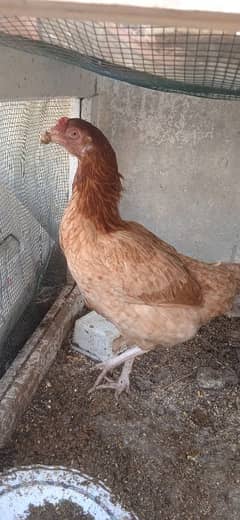 aseel hen and brahma hen