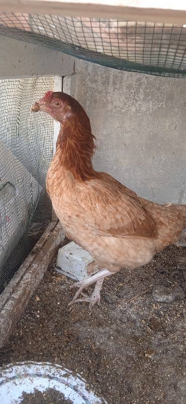 aseel hen and brahma hen 0