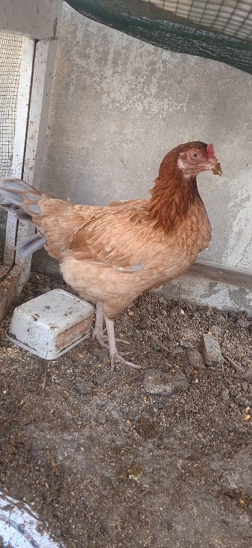 aseel hen and brahma hen 1