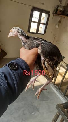 High quality egg laying Aseel hen and chicks for sale