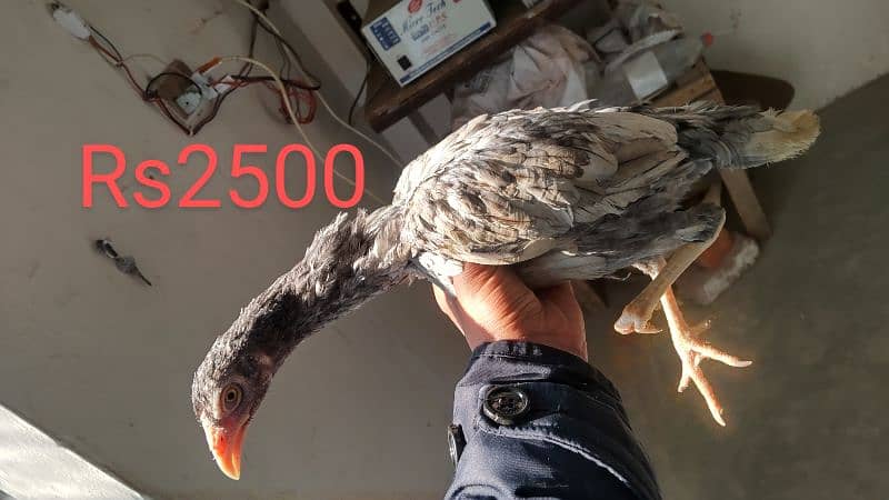 High quality egg laying Aseel hen and chicks for sale 1