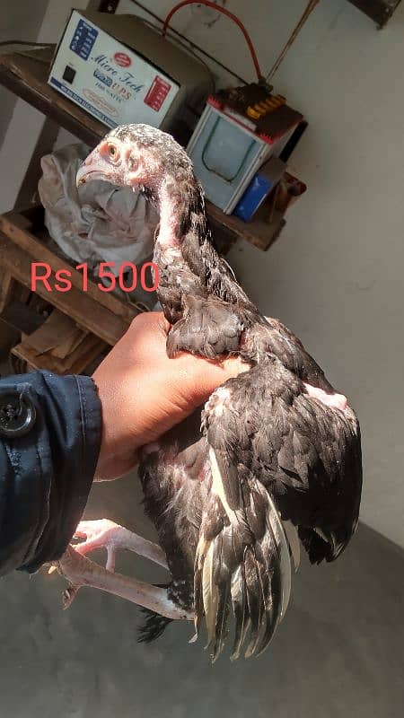 High quality egg laying Aseel hen and chicks for sale 2