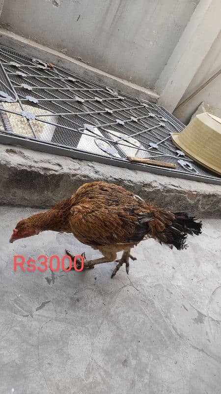 High quality egg laying Aseel hen and chicks for sale 3