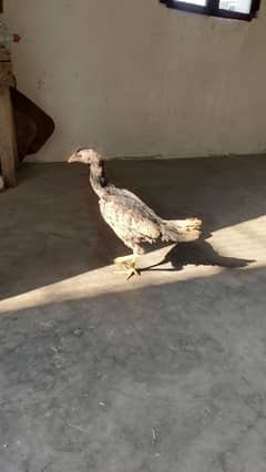 High quality egg laying Aseel hen and chicks for sale