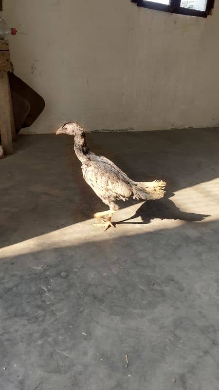 High quality egg laying Aseel hen and chicks for sale 4