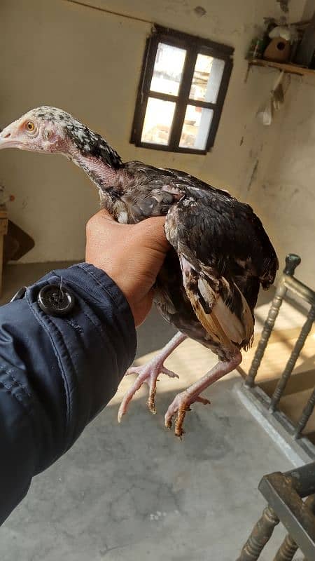 High quality egg laying Aseel hen and chicks for sale 6