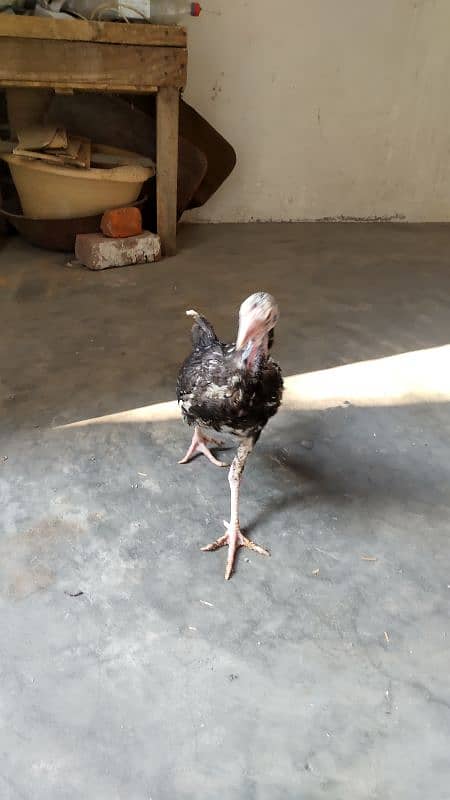 High quality egg laying Aseel hen and chicks for sale 7