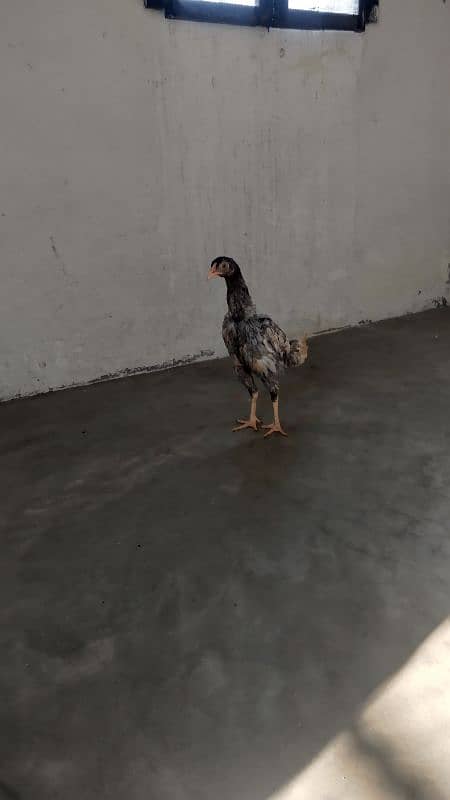 High quality egg laying Aseel hen and chicks for sale 11