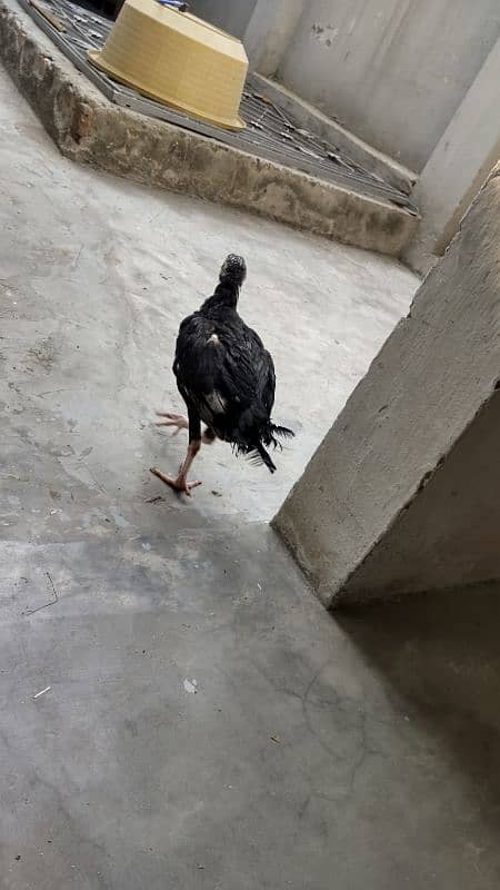 High quality egg laying Aseel hen and chicks for sale 17