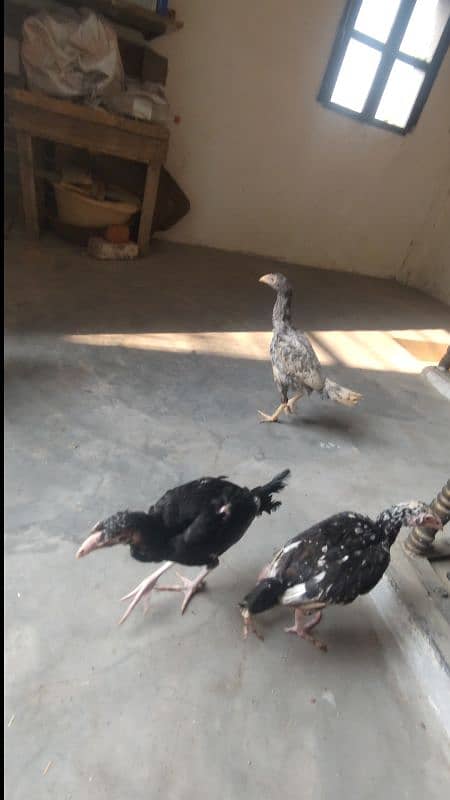 High quality egg laying Aseel hen and chicks for sale 18