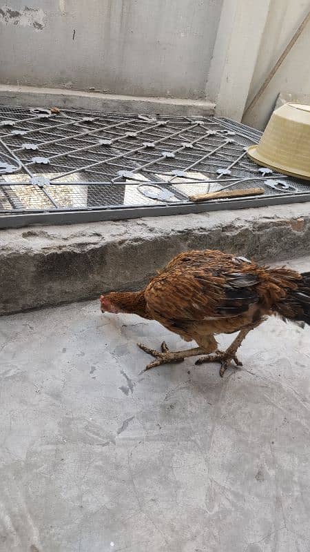 High quality egg laying Aseel hen and chicks for sale 19