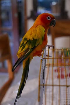 Sun conure - Male