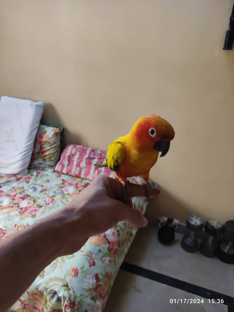 Sun conure - Male 1