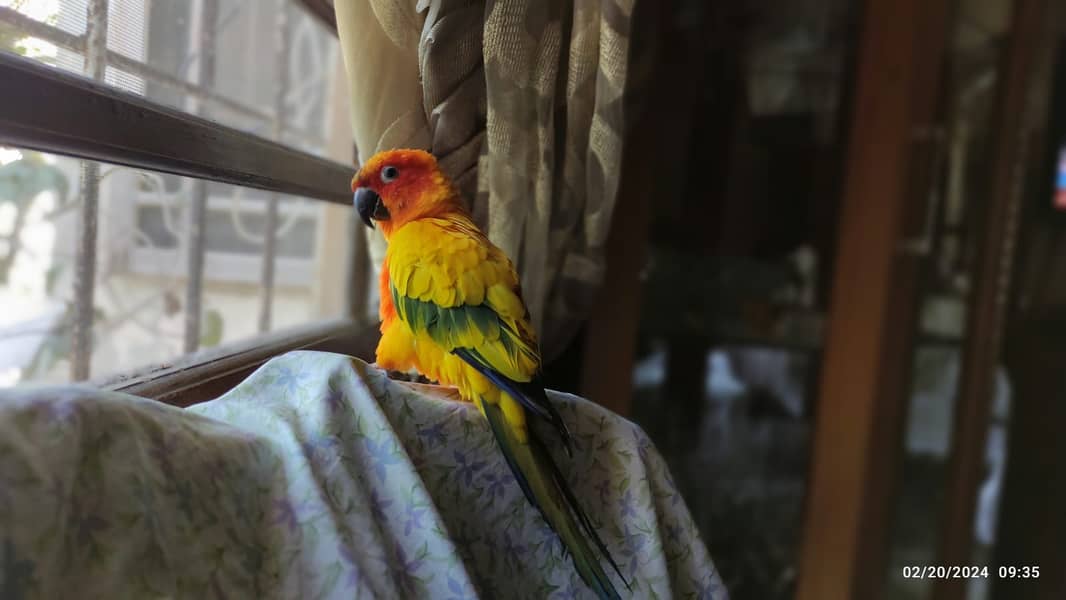 Sun conure - Male 2