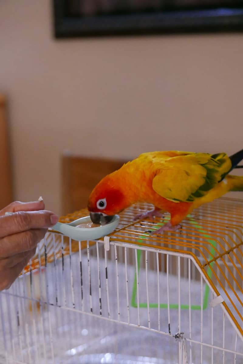 Sun conure - Male 3