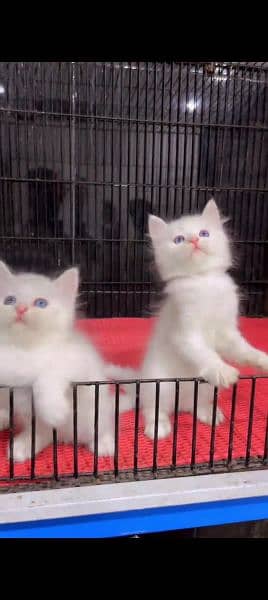 Persian cat for sale male or female my WhatsApp 0329=35=54=428 0