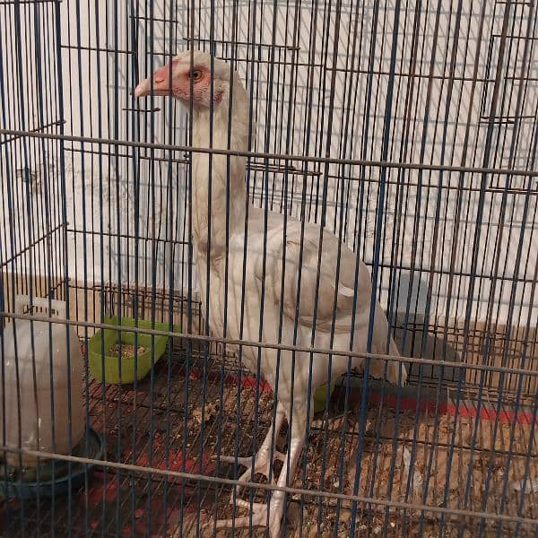 heera aseel females available 3