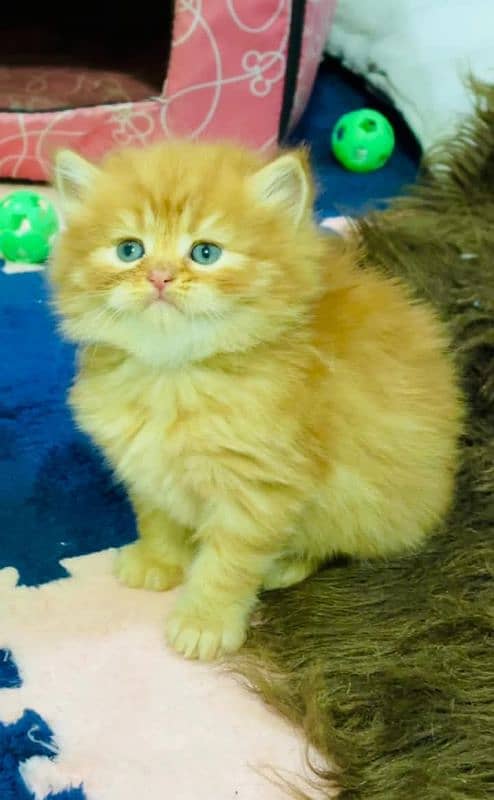 Persian kittens for sale only CONTACT whatup 03292450497 2