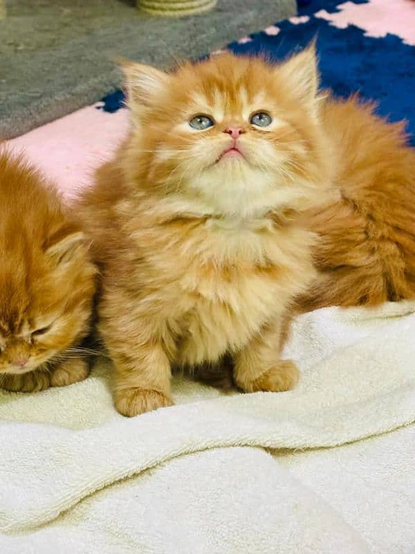 Persian kittens for sale only CONTACT whatup 03292450497 3