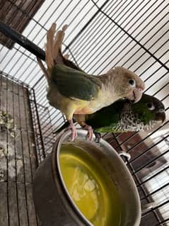 2 pairs of conure blue conure n black cap conure