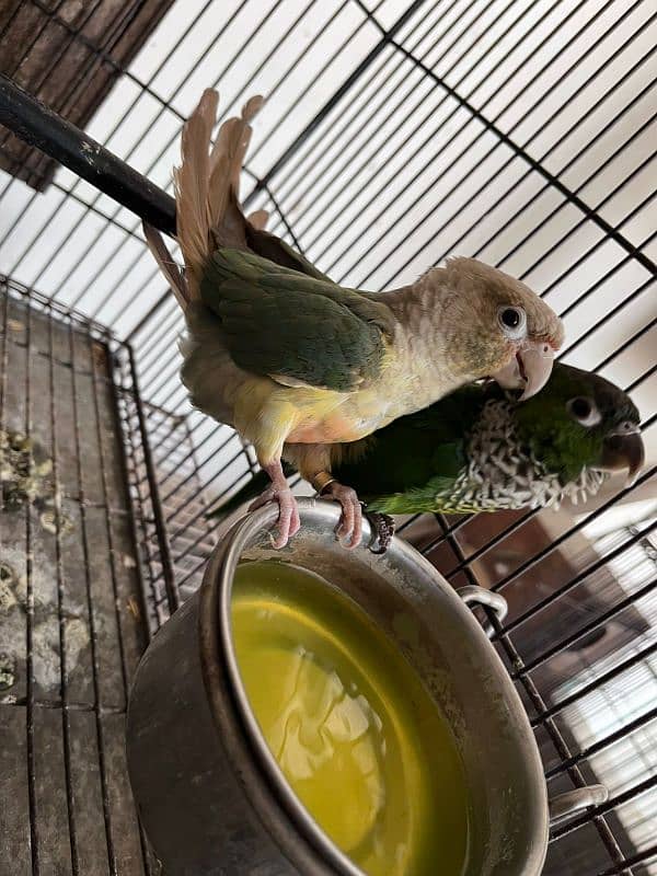 conure blue conure pairs 0