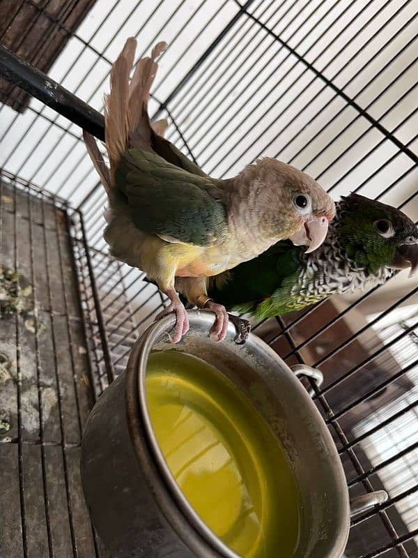 conure blue conure pairs 1