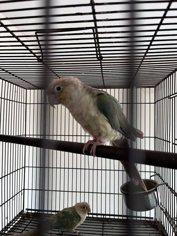 conure blue conure pairs 2