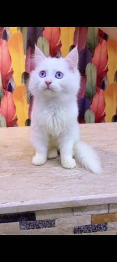 Persian cat for sale male or female my WhatsApp 0329=35=54=428