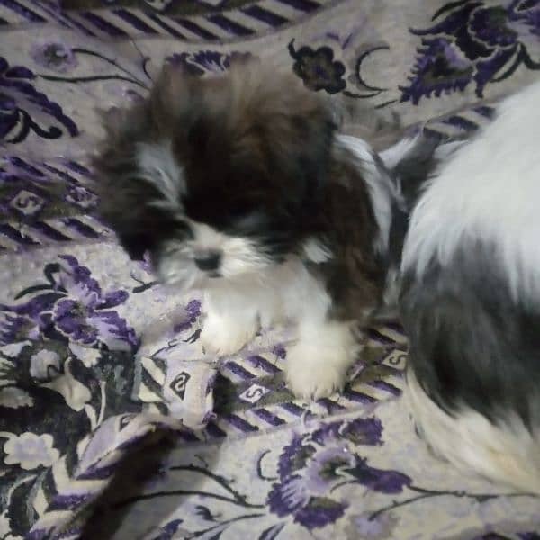 shihtzu puppy female 1