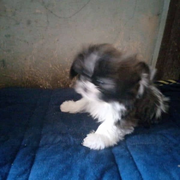 shihtzu puppy female 2