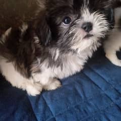 shihtzu puppy female