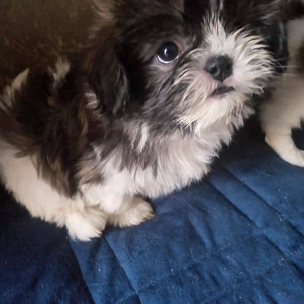 shihtzu puppy female 0