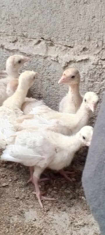 turkey chiks  avilabel for sale 03110245067 4