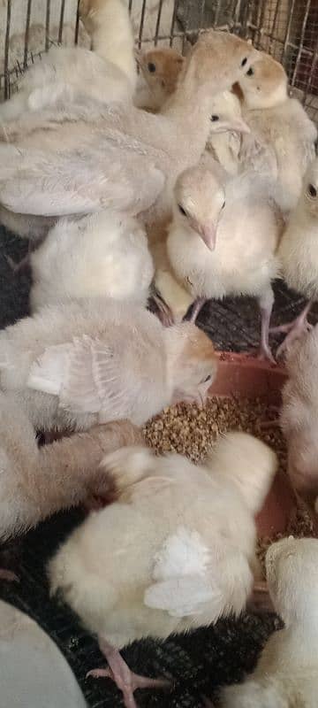 turkey chiks  avilabel for sale 03110245067 5