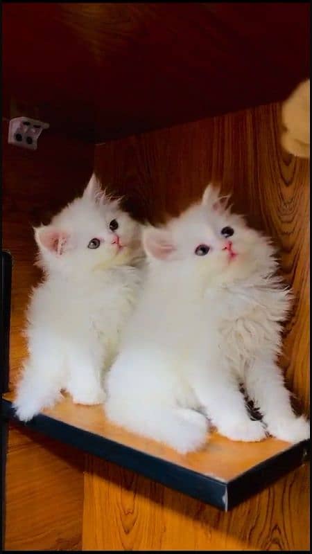 Persian Punch face triple coat cat Kitten 1