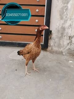 Pure Mianwali aseel hens and male