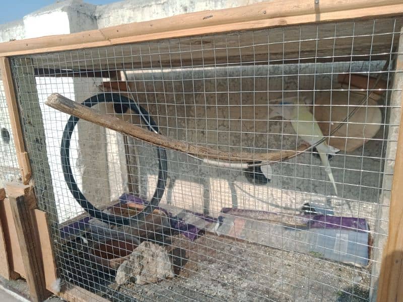 cage for sale urgent 4