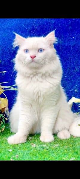 Persian cat for sale male or female my WhatsApp 0329=35=54=428 1