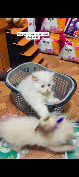 Persian cat for sale male or female my WhatsApp 0329=35=54=428 2