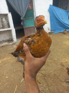 Aseel+Misri Hen for sale